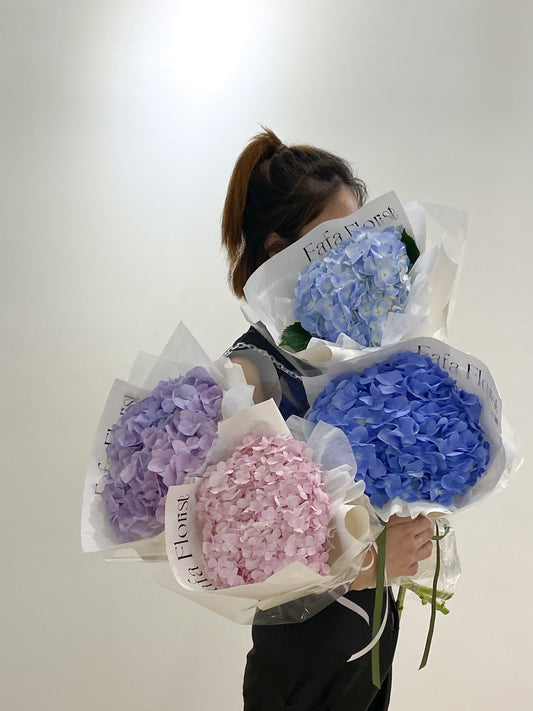 SINGLE HYDRANGEA