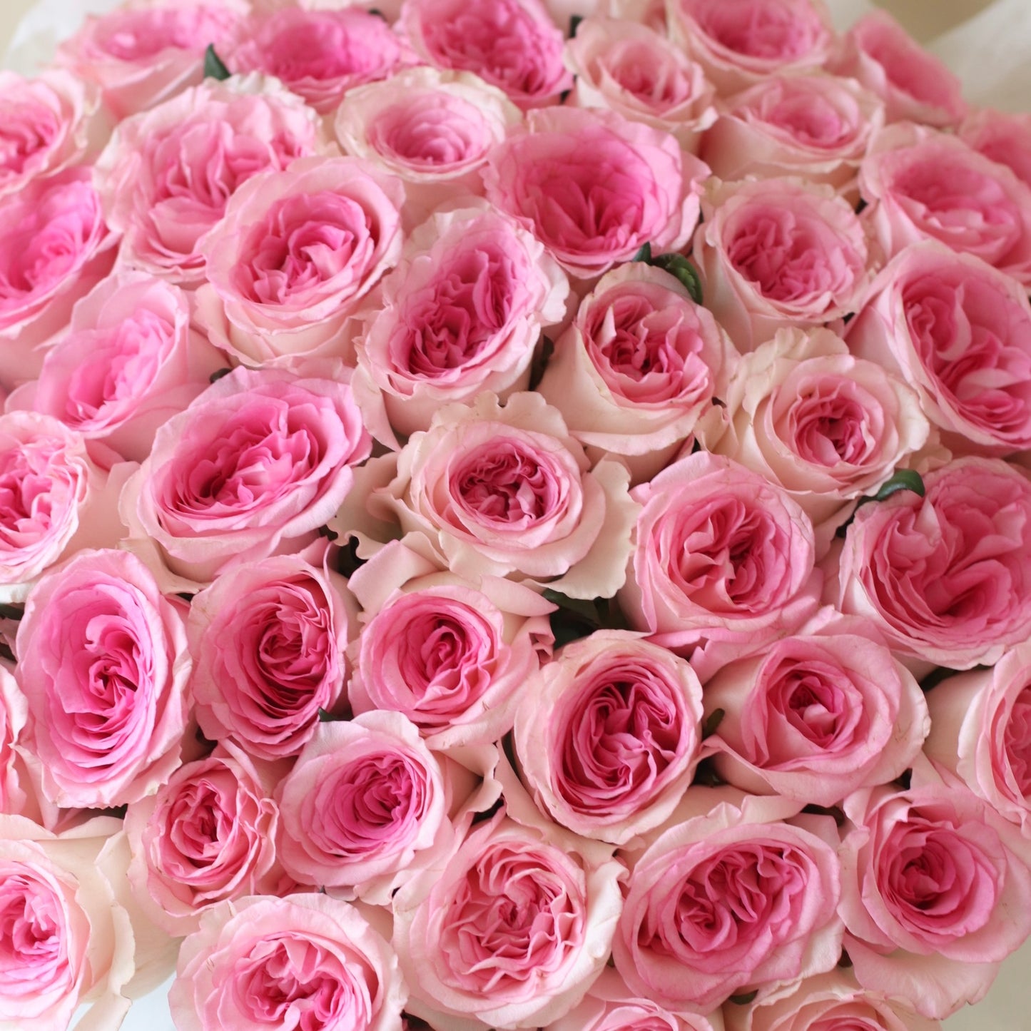 Roselle Rose ( Round )