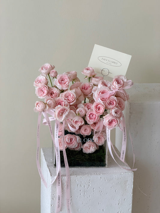 Garden Of ‘Mini Roses’ Kissy Fairy (M)